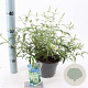 Buddleja Free Petite Snow White 20-25 cm 2,0L