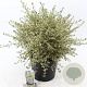 Ceanothus Cool Blue 40-50 cm 10L
