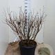 Cephalanthus occidentalis 80-100 cm 35L solitair