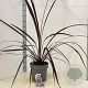 Cordyline Festival Burgundy 70-80 cm 12L