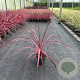 Cordyline Festival Raspberry 30-40 cm 3,0L