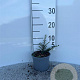 Cotoneaster horizontalis 15-20 cm C1.3