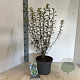 Enkianthus campanulatus 40-50 cm 5,0L