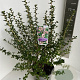 Escallonia 'Apple Blossom' 50-60 cm 5,0L