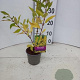 Forsythia int. 'Spectabilis' 20-25 cm P12