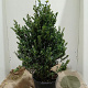 Ilex crenata Dark Green 80-100 cm 15L najaarspotting