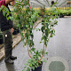 Heptacodium miconioides 100-125 cm 15L