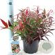 Leucothoe keiskei Burning Love 25-30 cm 2,0L