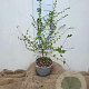 Nothofagus antarctica 30-40 cm 3,0L