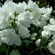 Philadelphus 'Bouquet Blanc' 40-60 cm 3,0L
