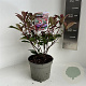 Photinia fraseri Carré Rouge 20-30 cm 2,0L