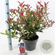 Photinia fraseri Carré Rouge 60-70 cm 5,0L