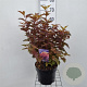 Physocarpus opulif. Little Angel 40-50 cm 5,0L