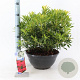Pieris 'Forest Flame' 30-40 cm 10L