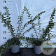 Spiraea nipp. 'Snowmound' 40-60 cm 2,0L