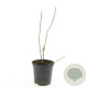 Itea virginica GM 1.5