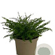 Asplenium trichomanes GM 2,0L