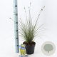 Carex brunnea 'Aureomarginata' 25-30 cm 2,0L