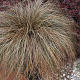 Carex comans 'Bronze Perfection' 15-20 cm C1