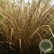Carex comans Milk Chocolate 15-25 cm C1