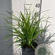 Carex morrowii 'Irish Green' GM 2,0L