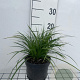 Carex morrowii 'Variegata' GM 2,0L