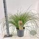 Carex testacea 'Prairie Fire' 30-40 cm 6,5L