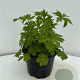 Delphinium (P) 'Black Knight' GM 2,0L