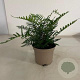 Dryopteris wallichiana GM 2,0L