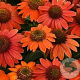 Echinacea 'Pas1257973' GM 2,0L