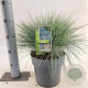 Festuca glauca 'Elijah Blue' 25-30 cm 5,0L