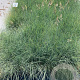 Festuca glauca 'Elijah Blue' GM 2,0L