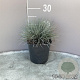 Festuca glauca 'Elijah Blue' GM 2,0L