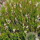 Gaura l. 'Whirling Butterflies' GM 2,0L