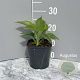 Hosta 'Elegans' GM 2,0L