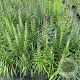 Liatris spicata 'Kobold' GM 2,0L