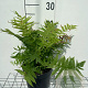 Matteuccia struthiopteris GM 2,0L