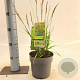 Molinia caerulea 'Moorflamme' 40-70 cm 2,0L