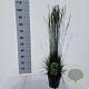 Molinia caerulea 'Torch' GM C3