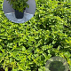 Origanum vulgare GM 2,0L