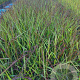 Panicum virgatum 'Squaw' GM 2,0L