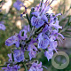 Rosmarinus off. 'Sudbury Blue' GM 2,0L