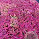 Sedum spurium 'Fuldaglut' GM 2,0L