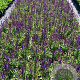Salvia nem. 'Blaukönigin' GM 2,0L