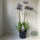 Agapanthus 'Sunfield' 30-35 cm 7,5L