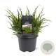 Juniperus media 'Mint Julep' 30-40 cm 3,0L