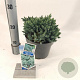 Juniperus squamata 'Blue Star' 20-25 cm 3,0L