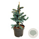 Picea pungens 'Bialobok' 30-40 cm 4,5L