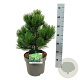 Pinus heldreichii 'Compact Gem' 30-40 cm 7,5L