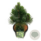 Pinus heldreichii 'Malinki' 40-50 cm 15L